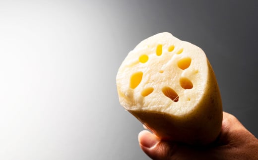 連島れんこん 贈答用 1本もの 5kg [2025年9月上旬-2026年4月下旬 発送予定]
