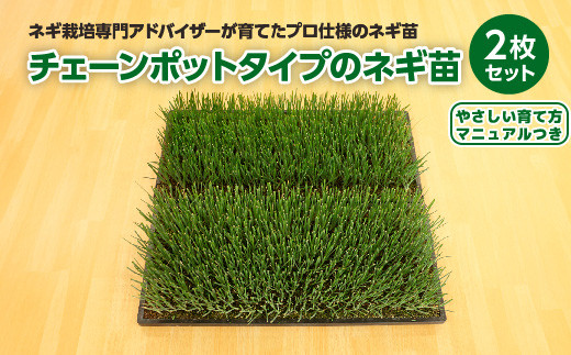 深谷産ネギ苗 チェーンポットタイプ 2枚1セット（ホワイトスター＆初夏扇2号）【約900本】　【11218-0872】