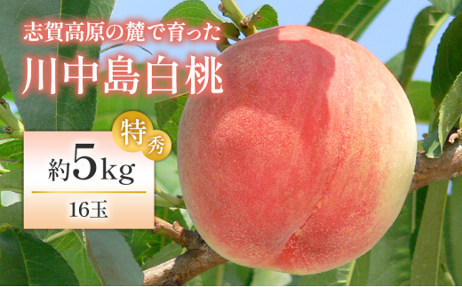 長野県山ノ内町のふるさと納税 志賀高原の麓で育った 川中島白桃特秀16玉 約5kg  桃 白桃 フルーツ 果物 デザート 長野