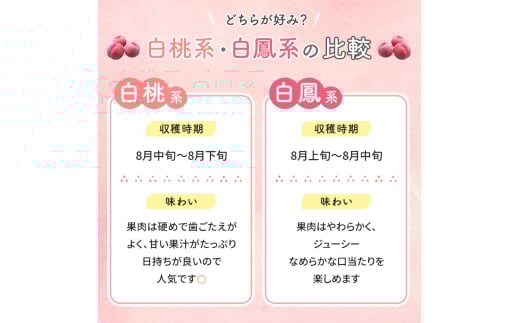 長野県山ノ内町のふるさと納税 志賀高原の麓で育った 川中島白桃特秀16玉 約5kg  桃 白桃 フルーツ 果物 デザート 長野