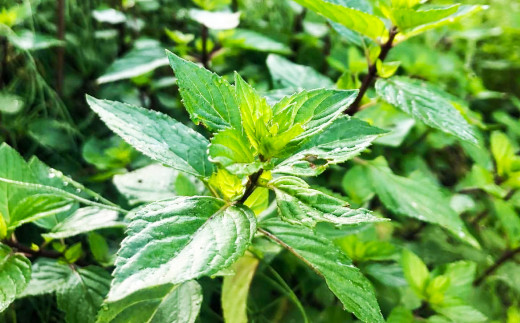 倉敷薄荷エッセンシャルオイル