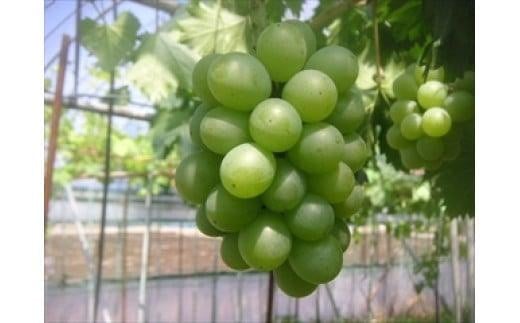 275.ぶどう 翠峰(すいほう)1.5kg以上 ※2025年9月中旬~下旬頃に順次発送予定 ※北海道・沖縄・離島への発送不可 816627 - 鳥取県北栄町