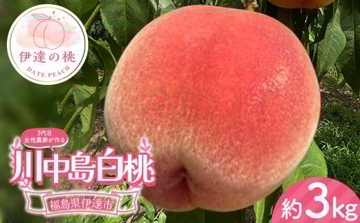 3代目の女性の農家が作る桃川中島白桃 約3kg（9～12玉） 桃 もも モモ 果物 くだもの フルーツ 国産 食品 F21C-130
