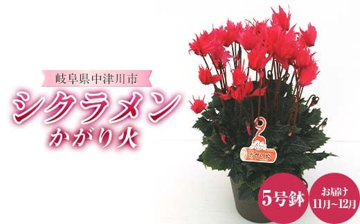 シクラメンかがり火 5号鉢 シクラメン ますだ農園 花 植物 フラワー 花 F4N-1794 2149548 - 岐阜県中津川市