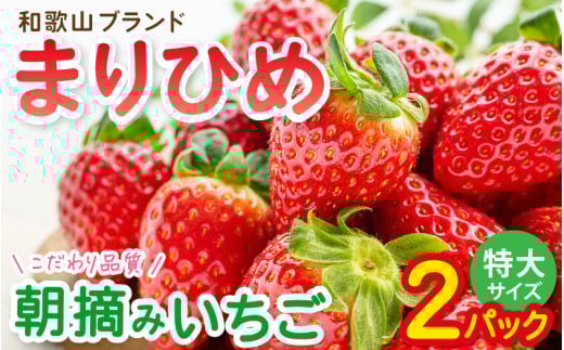 特大まりひめイチゴ 朝摘 6個～11個入×2パック【2026年1月中旬～3月末頃に順次発送】【先行予約】【KT3】 1212747 - 和歌山県かつらぎ町