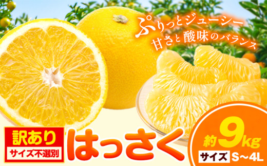 【訳あり/ご家庭用】はっさく 約9kg (4L~Sサイズ サイズ不選別) 早生･晩生指定不可《2月上旬-4月中旬に出荷予定(土日祝除く)》和歌山県 岩出市 産地直送 みかん 八朔 柑橘 果物 フルーツ ご家庭用 ビタミンC たっぷり
