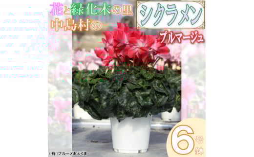 ＜先行予約＞シクラメン6号鉢(プルマージュ)　ブルーメあぶくま【1494364】 696370 - 福島県中島村
