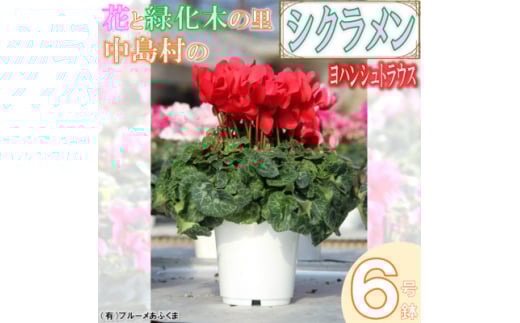 ＜先行予約＞シクラメン6号鉢(ヨハンシュトラウス)　ブルーメあぶくま【1494361】 696368 - 福島県中島村