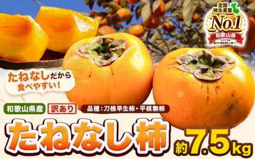 和歌山県産 訳あり たねなし柿(刀根早生柿・平核無柿)約7.5kg 《2025年9月中旬-11月上旬頃出荷(土日祝除く)》 和歌山県 岩出市 訳あり ご家庭用 種なし柿 柿 果物 フルーツ カキ 2140080 - 和歌山県岩出市