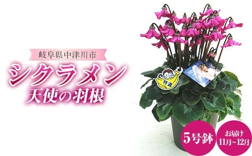 天使の羽根 5号鉢 シクラメン ますだ農園 花 植物 フラワー F4N-1795 2149549 - 岐阜県中津川市