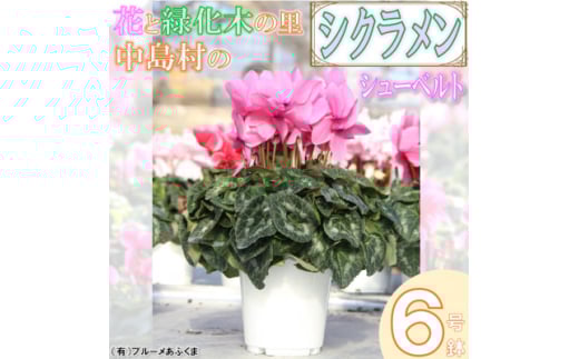 ＜先行予約＞シクラメン6号鉢(シューベルト)　ブルーメあぶくま【1494360】 696367 - 福島県中島村