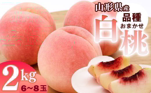 山形県産 白桃 2kg 品種おまかせ 秀品 【2025年8月上旬頃から9月下旬頃発送予定】／ 果物 フルーツ 果実 産地直送 新鮮 夏 お取り寄せ ご当地 ピーチ 果汁 JA もも 山形産 山形県 寒河江市 2025年産 令和7年産 2キロ　010-B-JA047 257727 - 山形県寒河江市