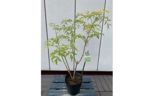 おしゃれな西洋ニワトコサンブカス ゴールデンタワー 5号 〈プラス樹〉 2049451 - 三重県鈴鹿市