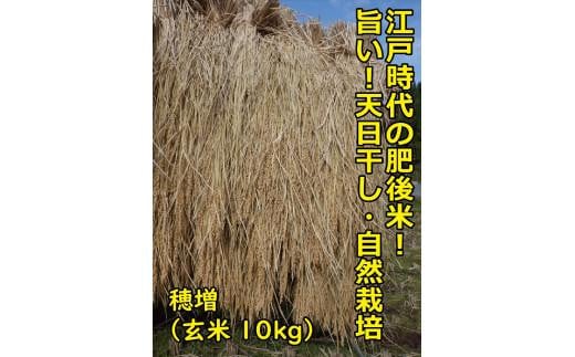 【2025年10月順次発送】江戸時代のお米！ 穂増(玄米) 10kg 令和7年産