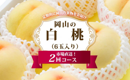 桃 定期便 2025年 先行予約 岡山 の 白桃 6玉 合計1.6kg以上×2回 お届け 化粧箱入り もも モモ 岡山産 国産 フルーツ 果物 ギフト 1196773 - 岡山県岡山市