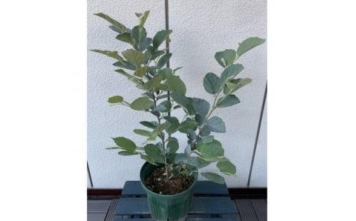 アイテムID:463917の画像1枚目