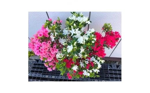 アイテムID:463917の画像2枚目