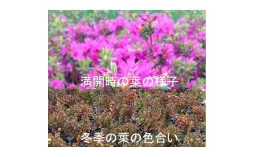 アイテムID:463917の画像3枚目