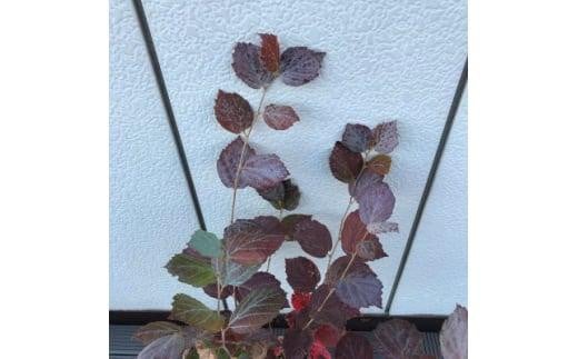 アイテムID:463917の画像3枚目