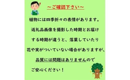 アイテムID:463917の画像4枚目
