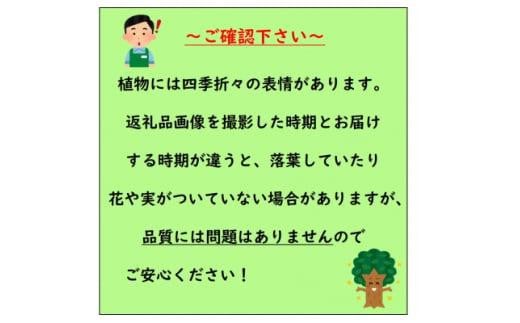 アイテムID:463917の画像4枚目