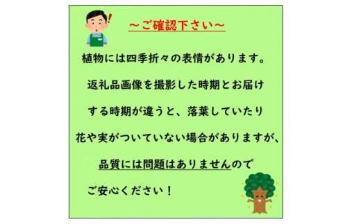 アイテムID:463917の画像4枚目