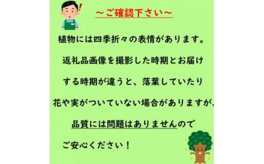 アイテムID:463917の画像4枚目