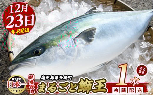 【2025年12月23日発送】テレビで紹介ぶりの王様「 鰤王 」 まるごと 1本 （約4.5kg） ラウンド 先行予約 産地直送 長島町 特産品 ブランド 鰤 冷蔵 ふるさと納税 ぶり 刺身 ぶりしゃぶ ぶり大根 海鮮丼 年末年始発送 【JFA】jfa-7r-1223