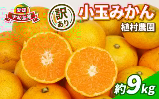 訳あり 小玉 みかん 9kg 2S ～ 3S サイズ 不揃い 植村農園 先行予約 早生 南柑20号 早生温州 早生みかん 温州みかん 愛媛蜜柑 愛媛みかん 愛媛ミカン わせ 果物 くだもの フルーツ 柑橘 蜜柑 みかん mikan 農家直送 産地直送 数量限定 国産 愛媛 宇和島 B010-153010 1459216 - 愛媛県宇和島市