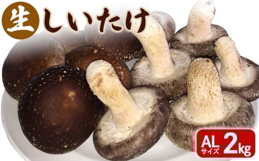 生しいたけ ALサイズ ２kg ｜ オンライン 申請 ふるさと納税 北海道 新十津川 北海道産 生 しいたけ シイタケ 椎茸 菌床しいたけ AL 大容量 高品質 厳選 野菜 やさい 箱 新十津川町【1200501】 1071387 - 北海道新十津川町