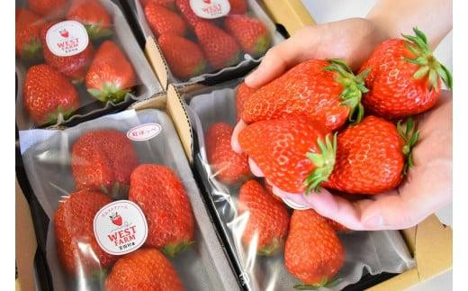 宮田村産　ウエストファームのいちご　紅ほっぺ　約240g×4パック（いちご 果物 くだもの フルーツ 食品 上伊那 宮田村 長野 信州 産地直送 べにほっぺ 新鮮 甘い 甘酸っぱい お取り寄せ 人気 ギフト 贈答 お祝い プレゼント スイーツ デザート ビタミンC 春 限定 国産 日本産 自然派 安心 安全 家庭用 贈答用 朝食用 ヘルシー 健康 食材） 498926 - 長野県宮田村