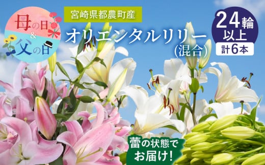 【発送時期が選べる】「オリエンタルリリー ユリ」(白＆ピンク) 計6本  生花 切花 百合 国産_T045-0031