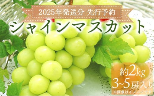 ＜2025年発送分 先行予約＞梅村ファーム 朝摘み直送 シャインマスカット（3房～5房 約2kg）【030-a011】