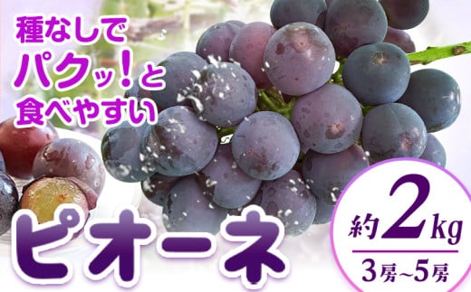 【先行予約】紀州和歌山産 ピオーネ 約2kg 3房-5房 魚鶴商店 《8月下旬-9月上旬頃出荷》 和歌山県 日高町 フルーツ ぶどう 巨峰 2kg 和歌山県産 送料無料 