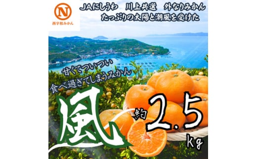 JAにしうわの季節の柑橘(川上共選　風 2.5kg)＜B08-93＞【1604560】 2053100 - 愛媛県八幡浜市