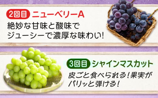 贅沢3種！ ぶどう ブドウ 葡萄 ピオーネ マスカット ニューベリーA 2kg 