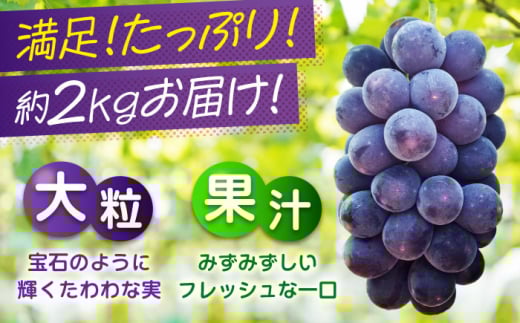 食べやすい種無しピオーネ 果物 ぶどう ブドウ 葡萄 ピオーネ 大粒 2kg 
