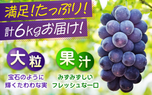 贅沢3種！ ぶどう ブドウ 葡萄 ピオーネ マスカット ニューベリーA 2kg 