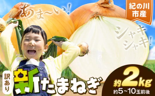 シャリっと旬の味! 訳ありたまねぎ 新玉ねぎ 紀の川市産 約2kg(約5-10玉前後) 不選別[5月下旬-7月中旬頃出荷]和歌山県 紀の川市 送料無料 野菜 玉葱 新玉ねぎ 新たま 旬 お取り寄せ 訳あり野菜 訳あり玉ねぎ 訳あり 玉ねぎ