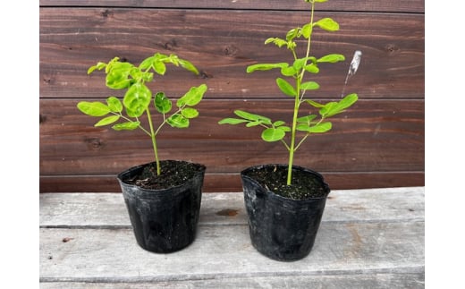 【352047000888】植物 栽培 キット モリンガ 6セット入り ガーデニング キッチン菜園 お子様の自由研究にも！
