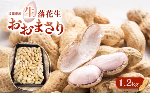落花生 福岡県産 生落花生 おおまさり 1.2kg ※配送不可:離島