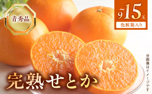 BF6049n_（2026年先行受付）完熟 せとか 青秀品 9～15玉 化粧箱 【ミカン 蜜柑 春みかん 柑橘】