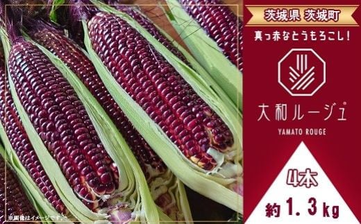 450 とうもろこし 大和ルージュ 4本 約1.3kg 赤 レッド ヤマト 野菜 クール便 冷蔵 食べきり 先行予約 2025年7月上旬～下旬頃発送予定 1319022 - 茨城県茨城町