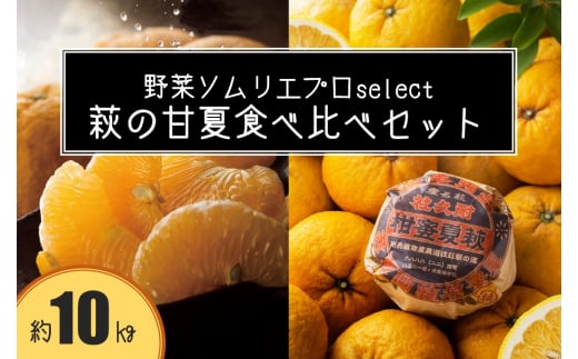 萩の甘夏 食べ比べ セット 8kg以上 20玉程度 野菜ソムリエ プロselect 甘夏 果物 デザート 柑橘 |HG001024