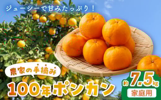 S040-009_農家の手摘み100年ポンカン 約7.5㎏ 家庭用〈先行受付〉 313148 - 熊本県天草市