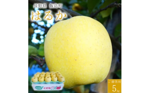 ＜桃沢晴香園＞はるか(りんご)5kg【1606258】
