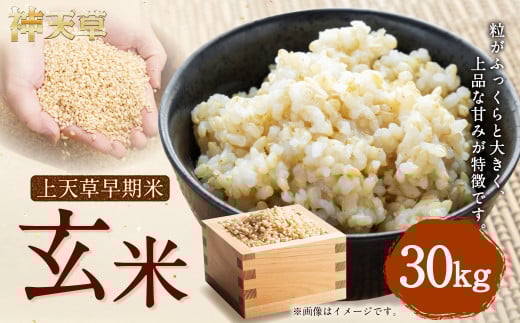 【令和7年産】上天草早期米 玄米 30kg 米 お米 早生種 こしひかり コシヒカリ【2025年8月発送予定】