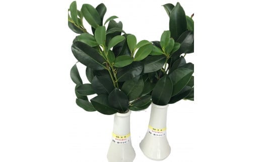 【全2回定期便】植物 備後・榊（サカキ）切り枝 １束サイズ1セット（2束入り） 広島県福山市/小林商事 本榊 さかき 国産 神棚 枝木 [BAEA011] 1774657 - 広島県福山市