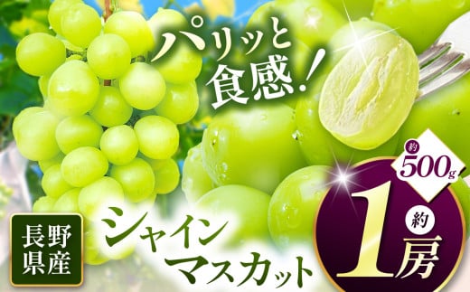 【先行受付】信州産 シャインマスカット 1房(約500g)|ふるさと納税 松本市 シャインマスカット 果物 フルーツ 種なし 皮ごと 果肉 美味しい 信州産 人気 長野県 2005830 - 長野県松本市