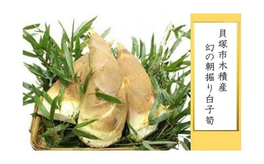 貝塚市木積産 幻の朝掘り白子筍 832978 - 大阪府貝塚市